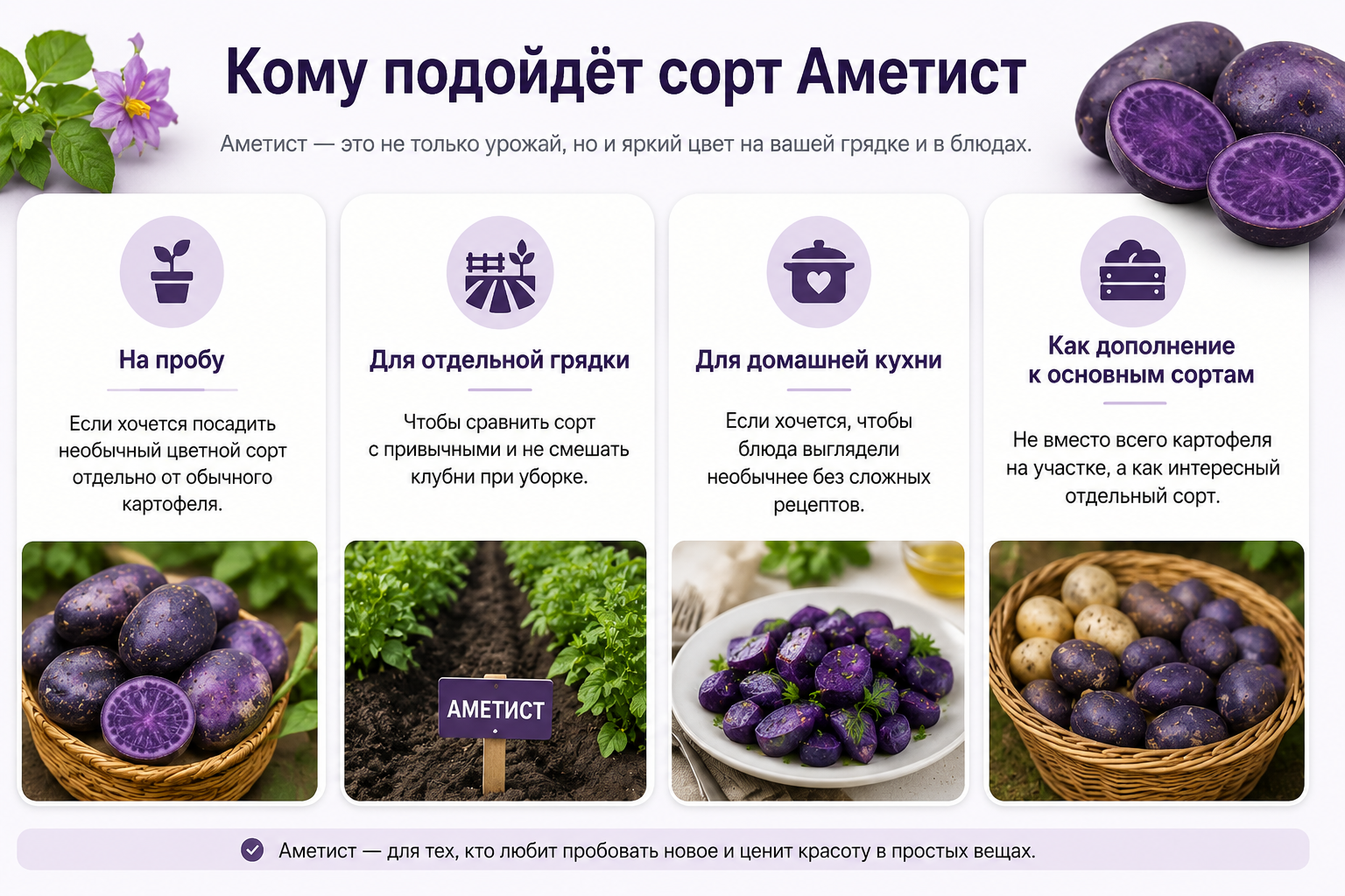 Кому подойдёт сорт картофеля Аметист