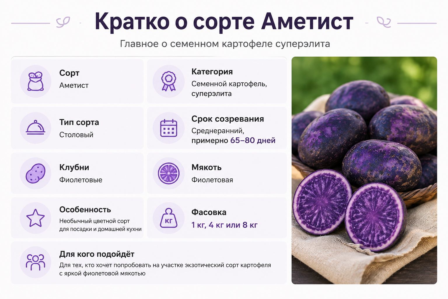 Кратко о сорте картофеля Аметист с фиолетовой мякотью