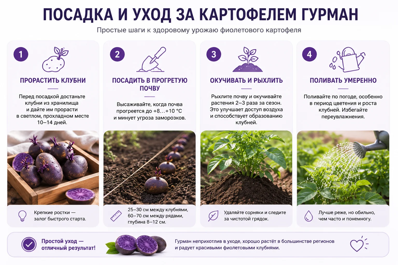 Схема посадки и ухода за картофелем Гурман