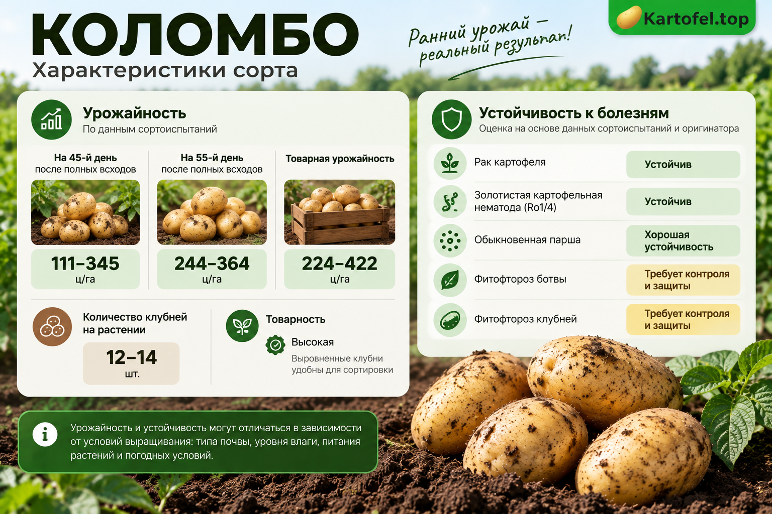 Характеристики картофеля Коломбо: урожайность и устойчивость к болезням