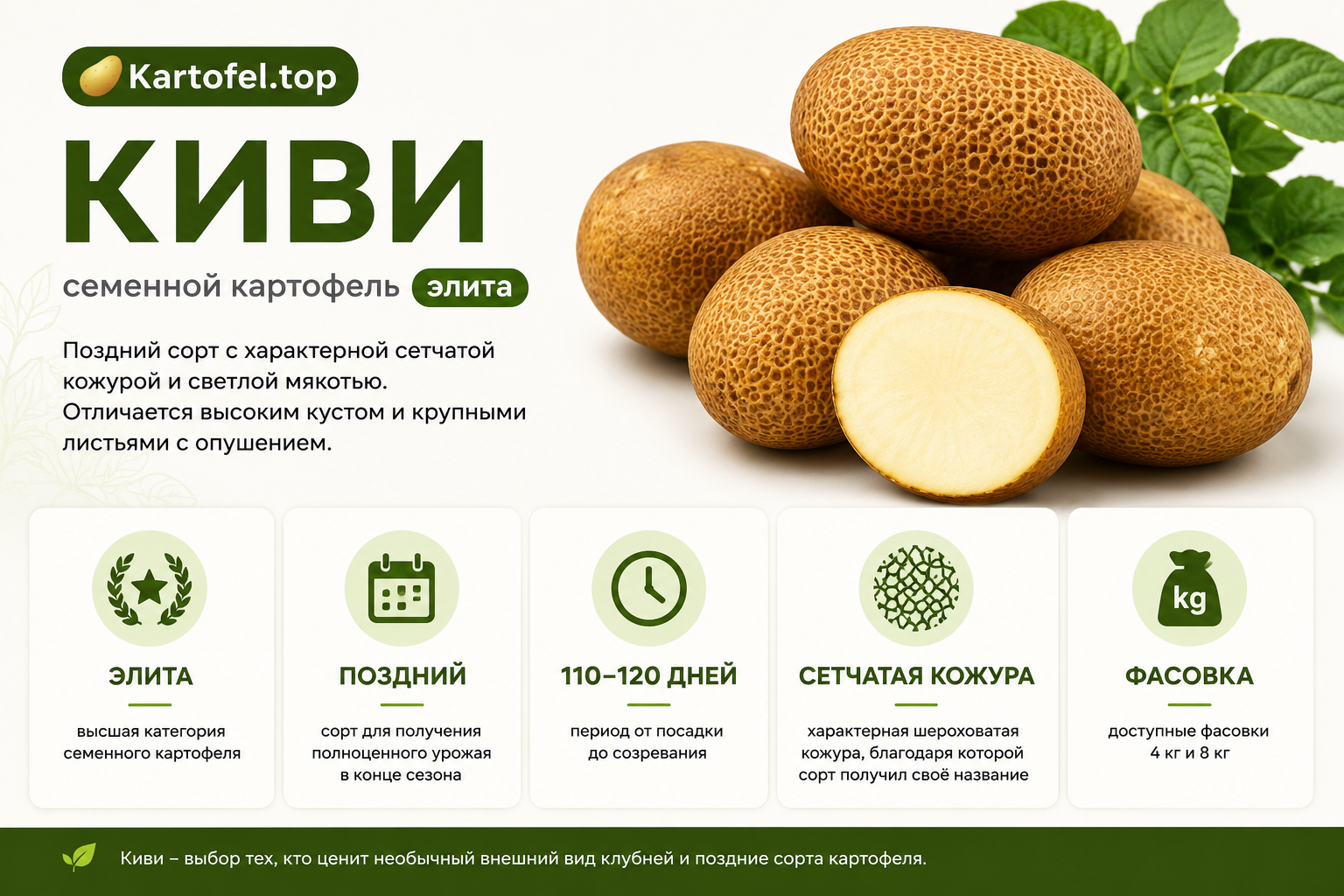 Кратко о сорте картофеля Киви элита