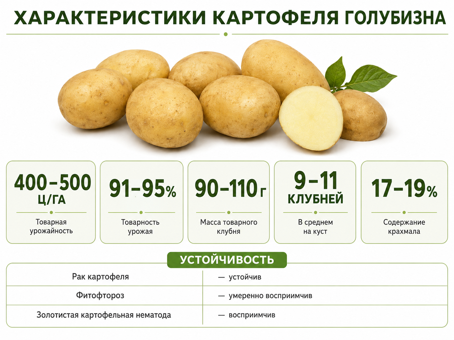 Основные характеристики картофеля Голубизна
