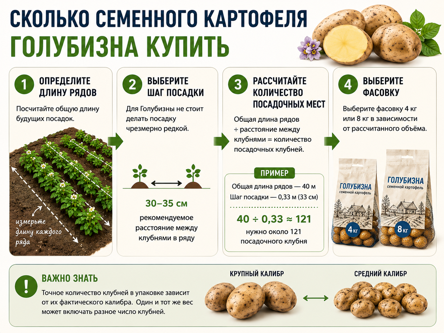 Как рассчитать количество семенного картофеля Голубизна для посадки