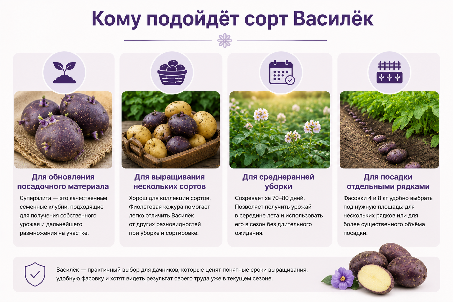 Кому подойдёт сорт картофеля Василёк