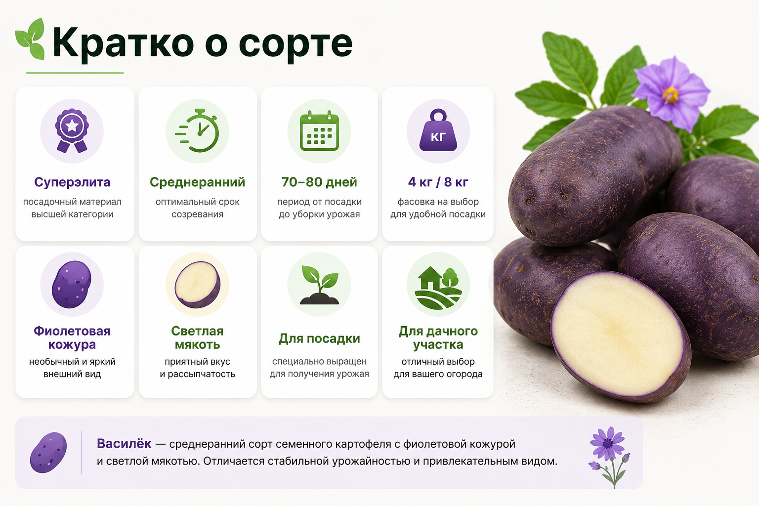 Кратко о сорте семенного картофеля Василёк