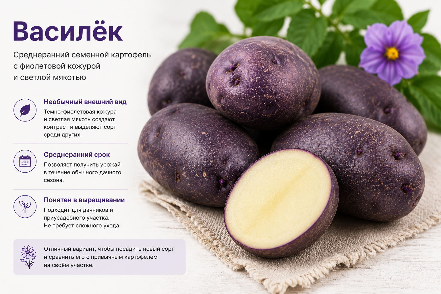 Описание сорта картофеля Василёк с фиолетовой кожурой и светлой мякотью
