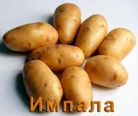 Импала (суперэлита)