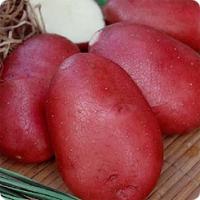Маяк (элита)