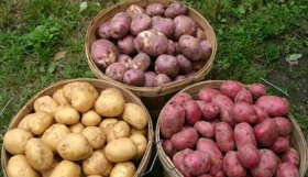 Самые урожайные сорта картофеля
