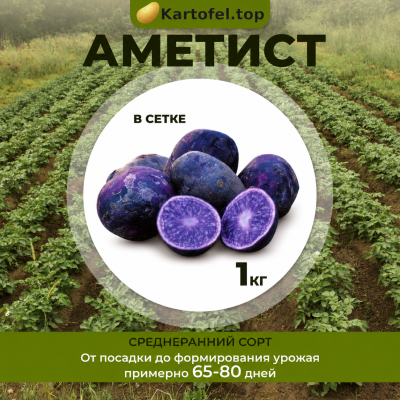 картофель Аметист - фасовка 1 кг