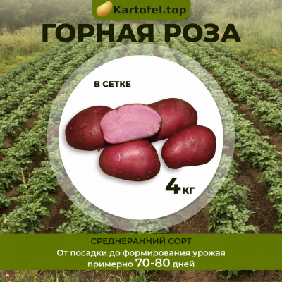 картофель горная роза - фасовка 4 кг