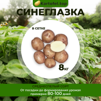 Синеглазка (суперэлита)