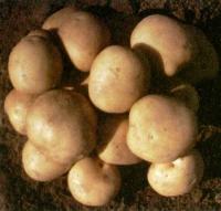 Елизавета (суперэлита)