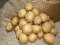 Коломбо (элита)
