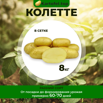 Колетте 8 кг.
