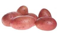 Рябинушка (элита)