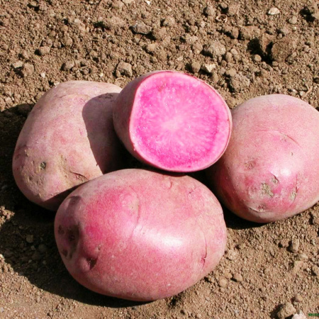 Горная роза (элита)