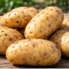 Картофель Гулливер — целые удлинённо-овальные клубни со светлой кожурой