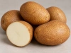 Киви (элита)