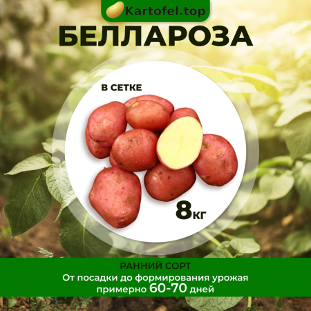 Беллароза (элита) 8кг