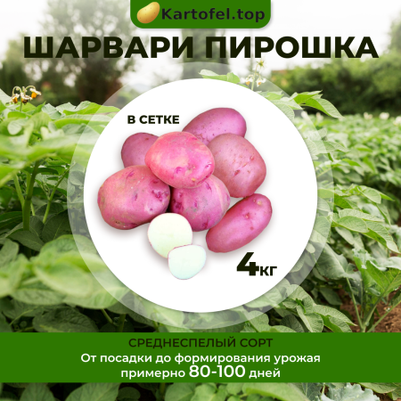 Шарвари пирошка (суперэлита)