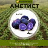 картофель Аметист - фасовка 4 кг