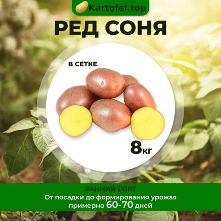 Ред соня (элита) 8кг