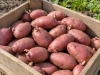 Семенной картофель Ред Скарлет с короткими ростками