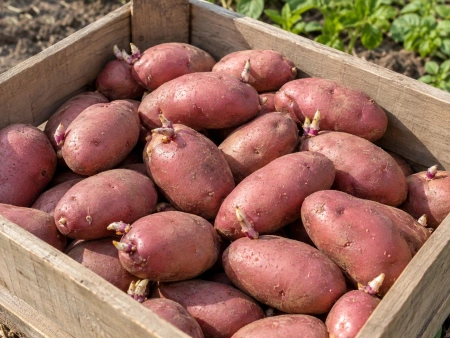 Семенной картофель Ред Скарлет с короткими ростками