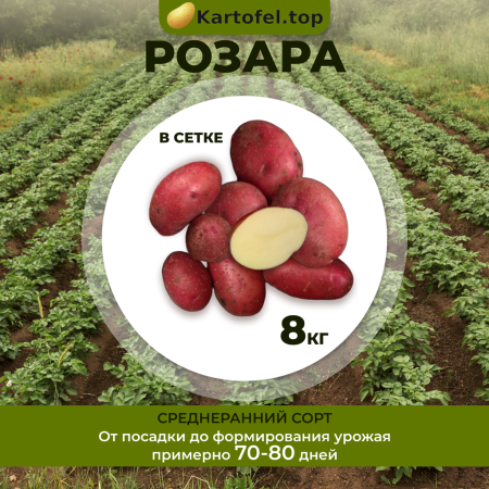 Розара (элита) 8 кг.