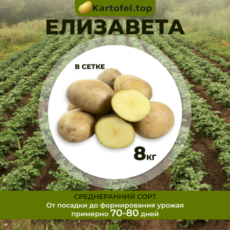 Елизавета (суперэлита) 8кг