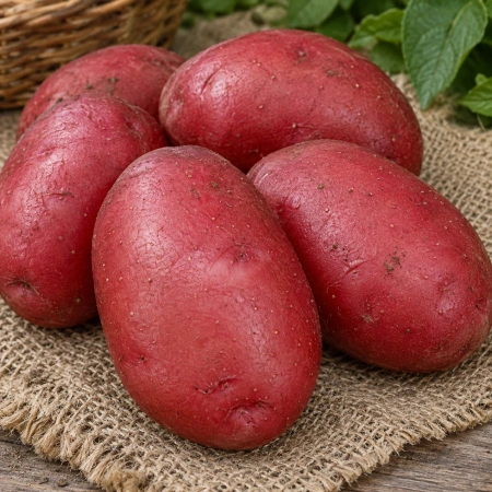 Картофель Маяк — целые клубни сорта