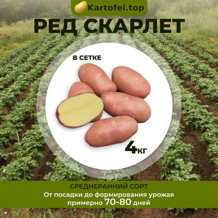 Ред скарлет (элита) 4кг