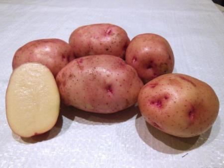 Жуковский ранний (элита)
